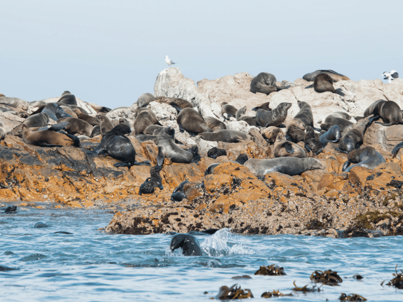 Blue Mari - seal island